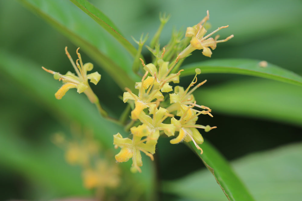 Diervilla (Bush Honeysuckle)