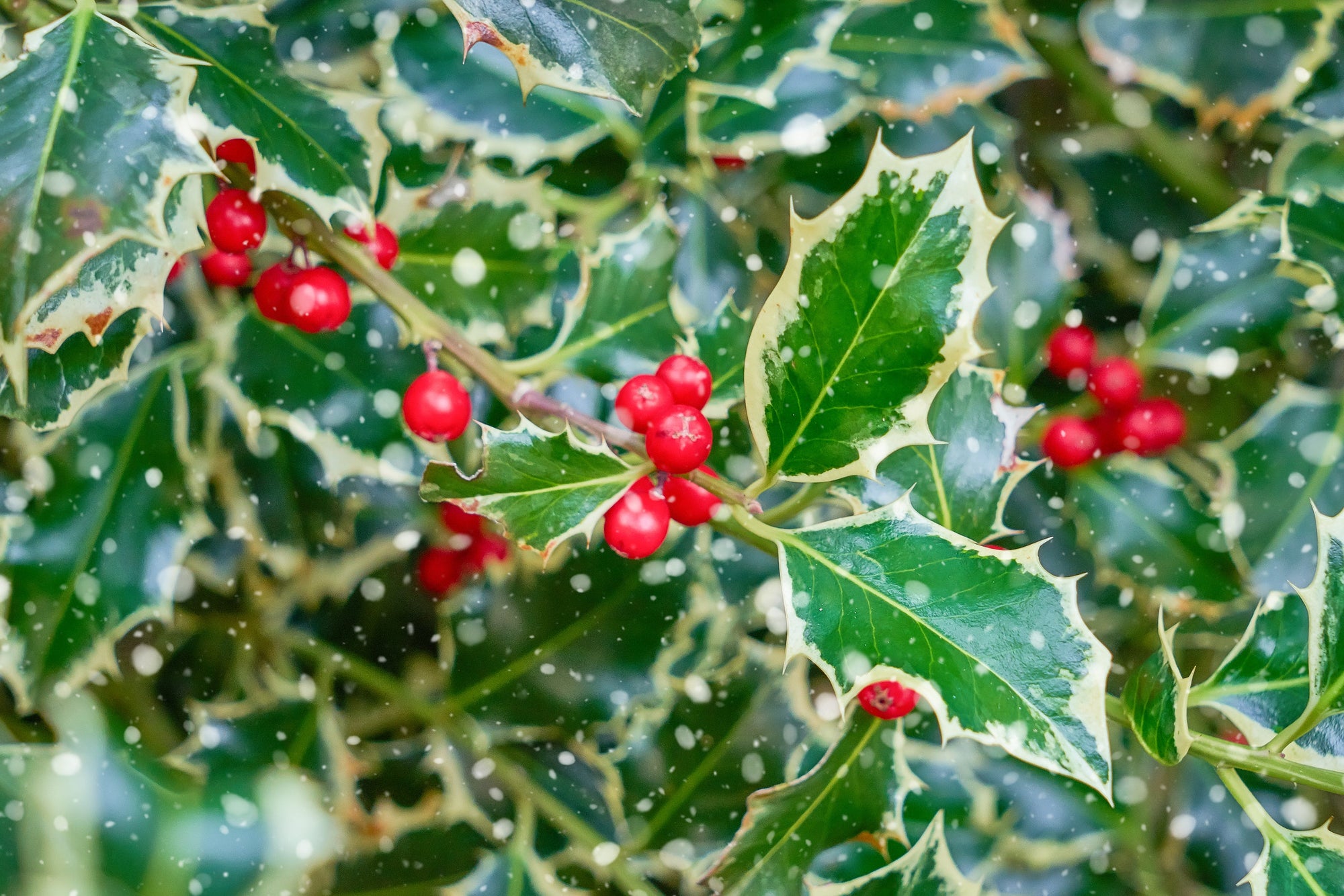 Winter Wonders