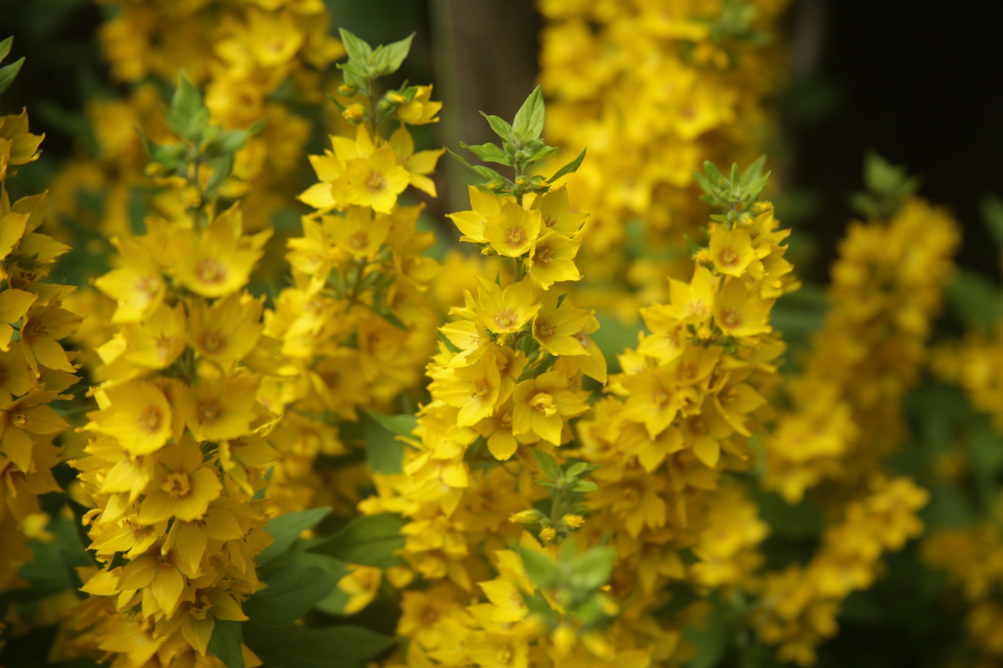 Rock Garden Plants | Alpine & Hardy Outdoor Plants