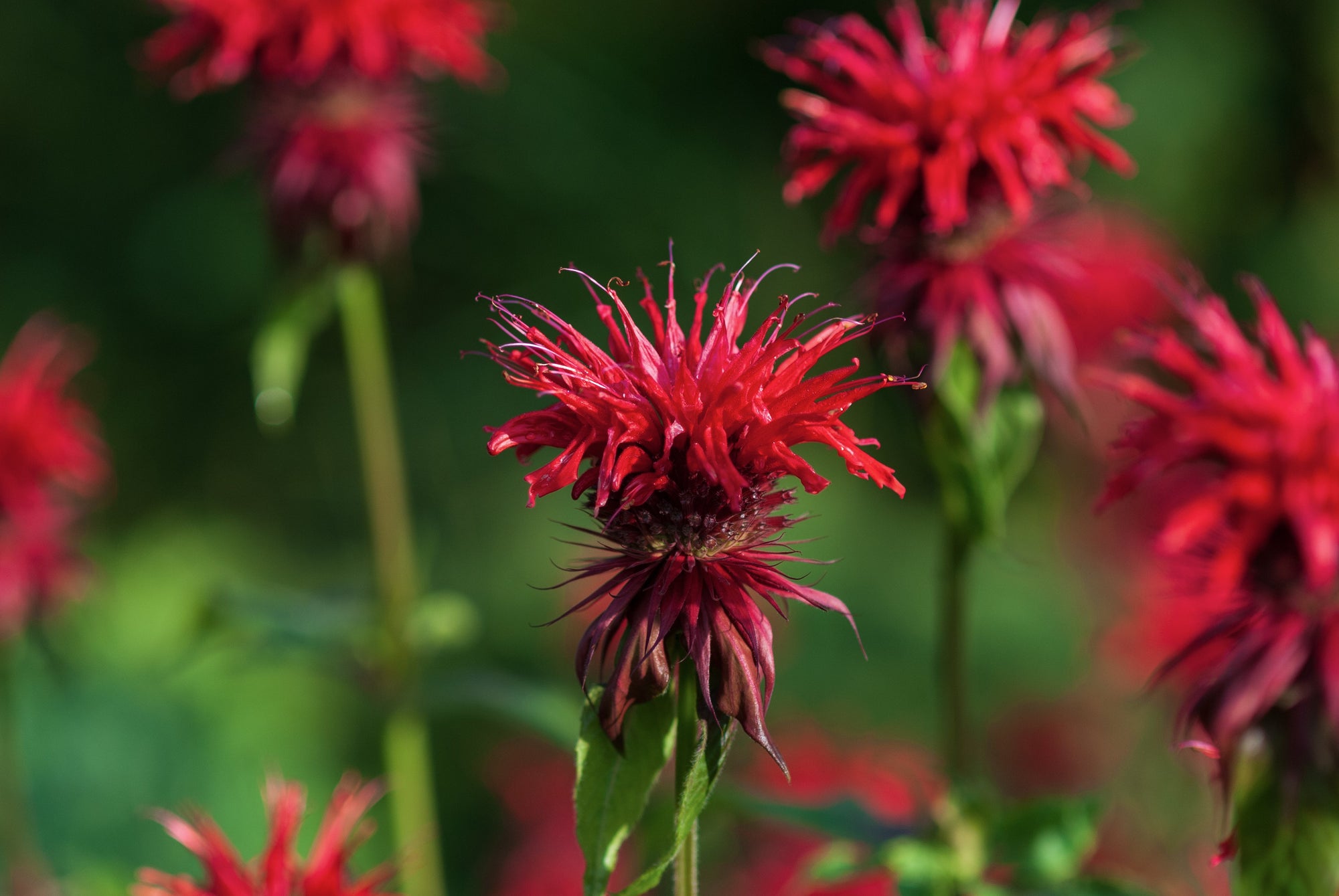 Monarda (Bee Balm)
