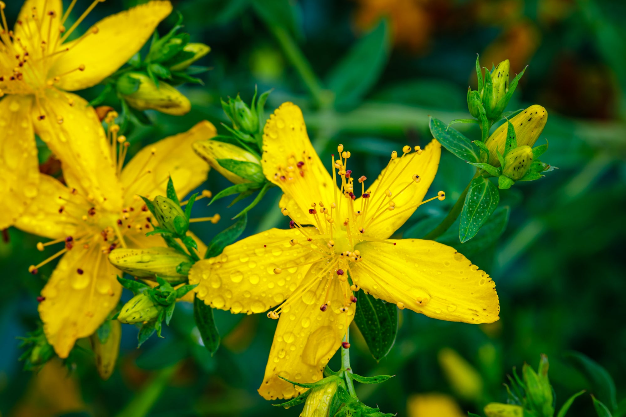 Hypericum (St. John’s Wort)