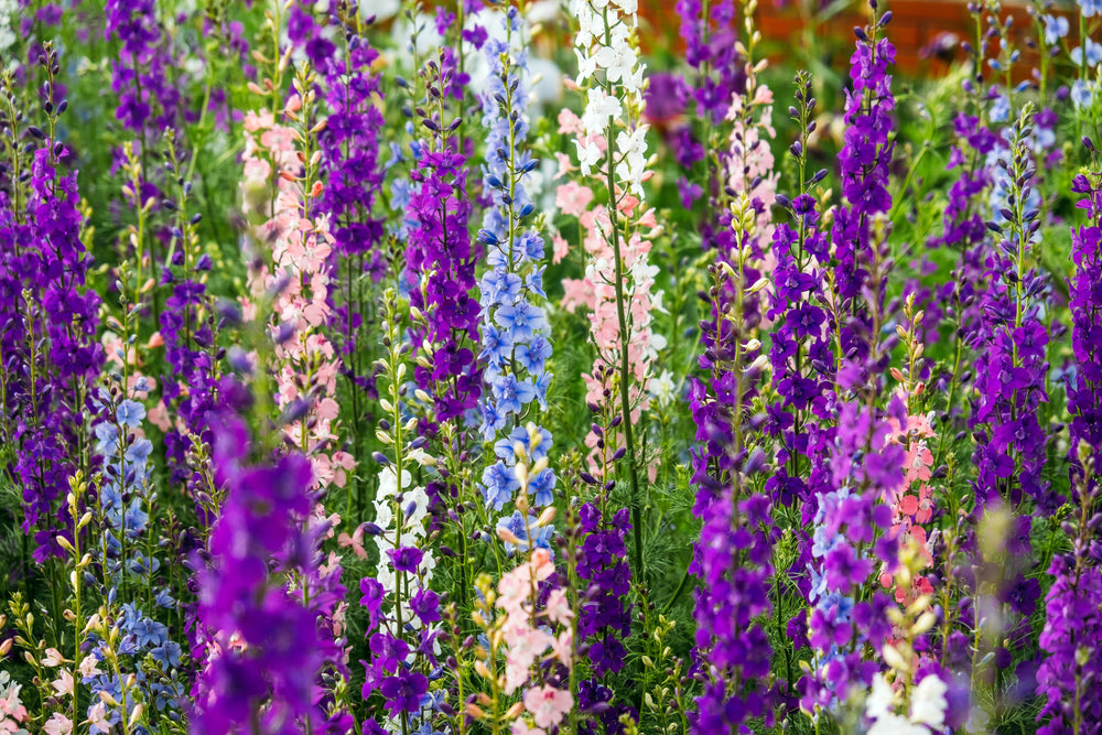 Delphinium