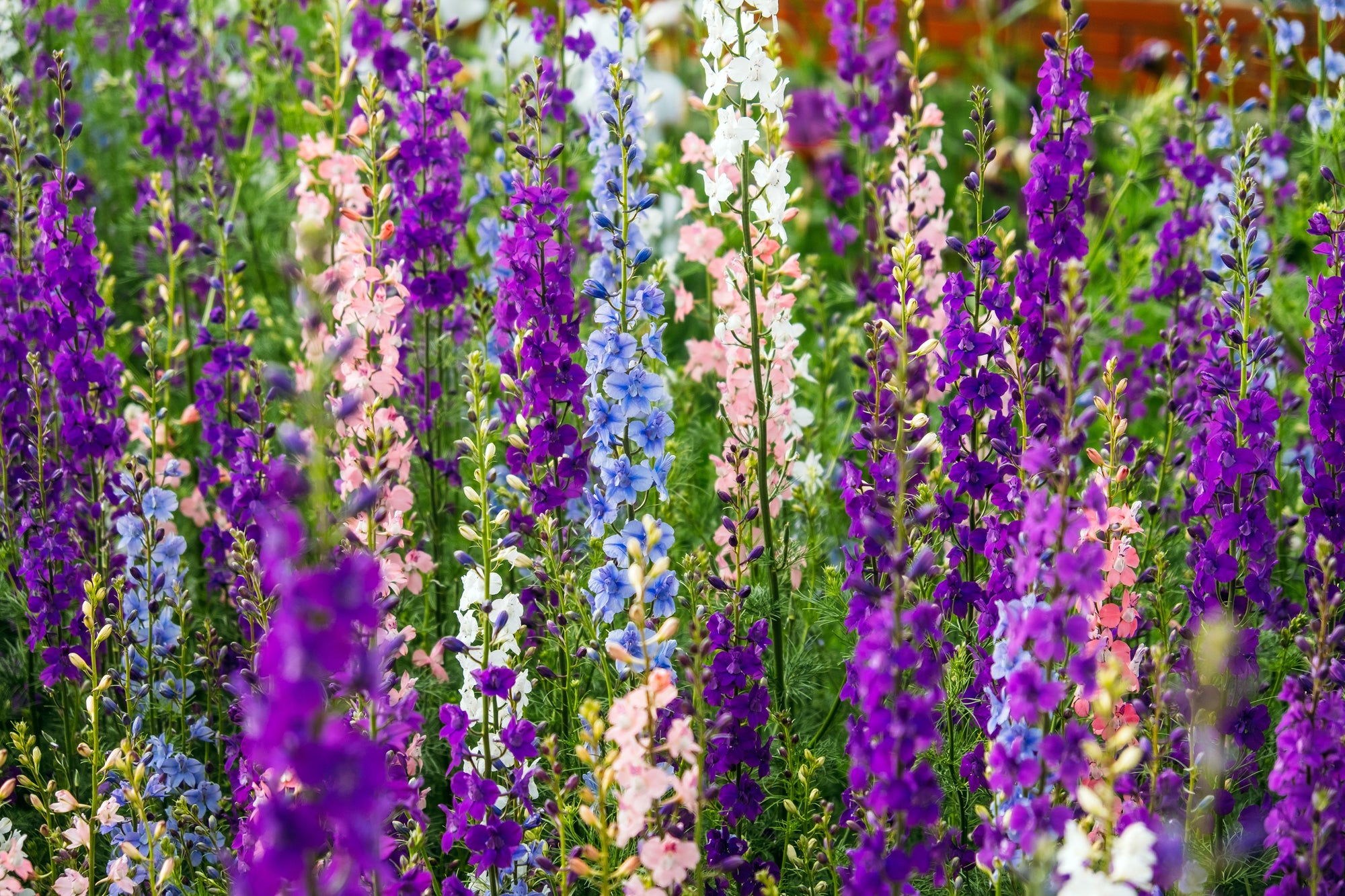 Delphinium