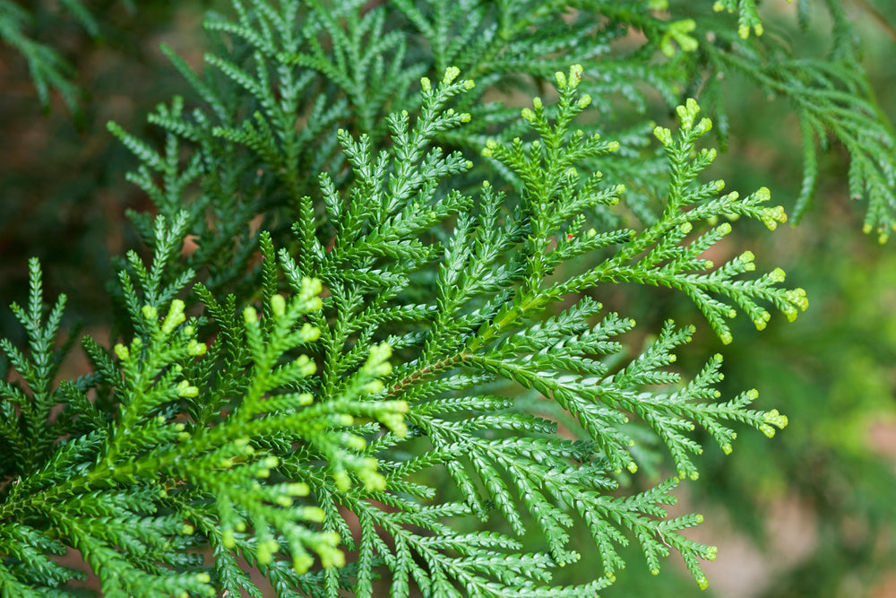 Cypress