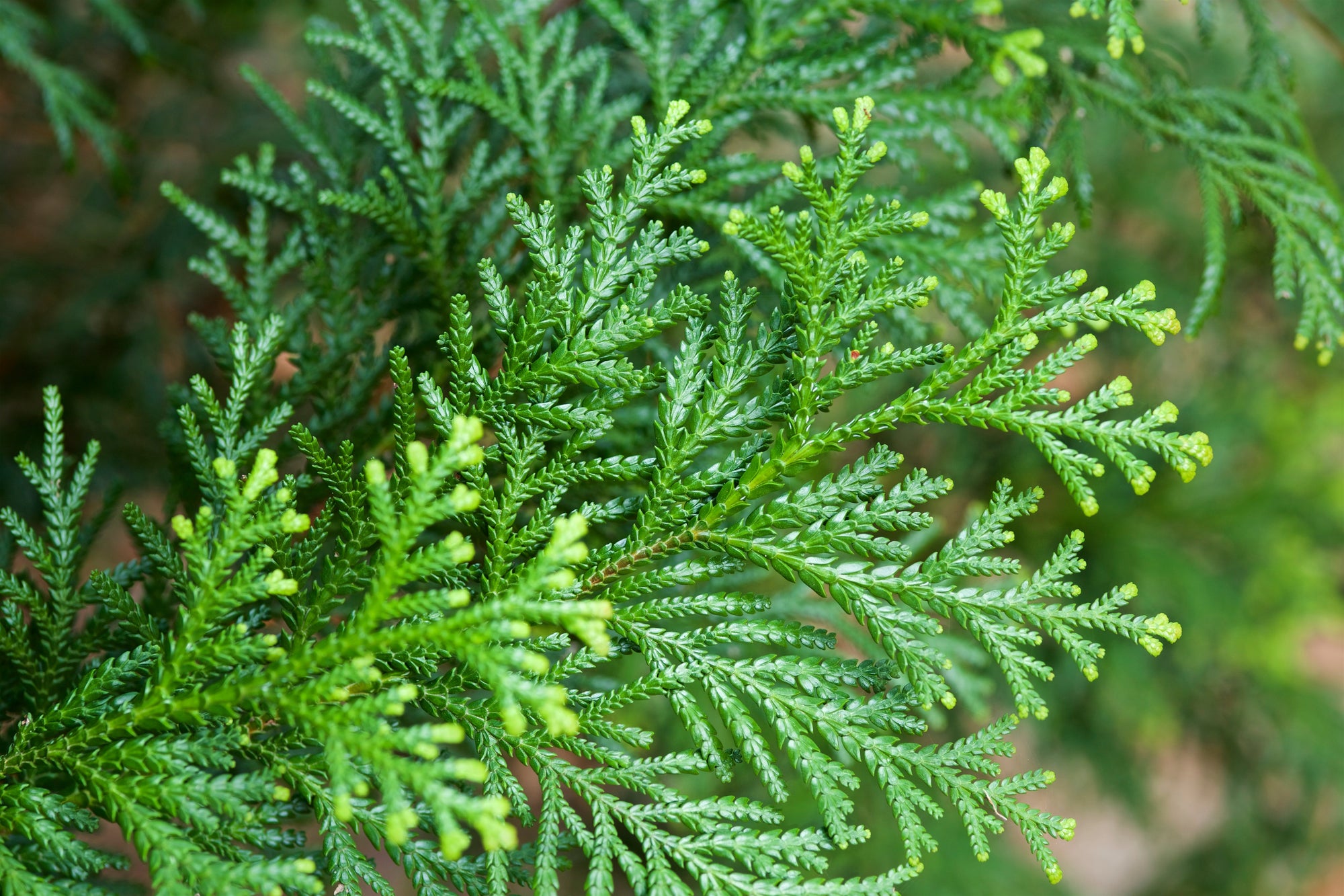 Cypress