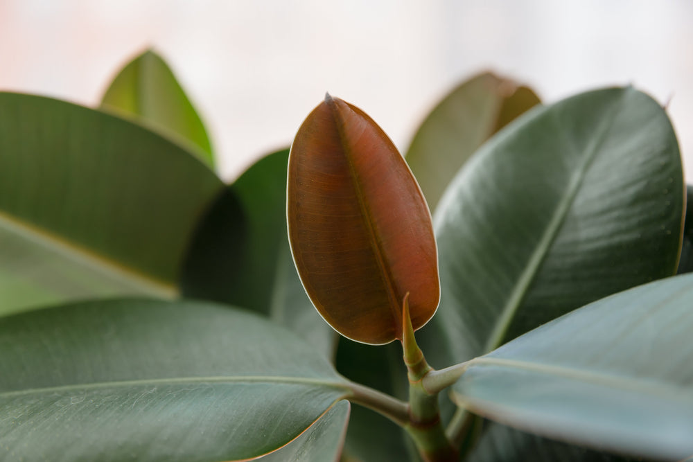 Houseplants | Beginner Friendly Houseplants