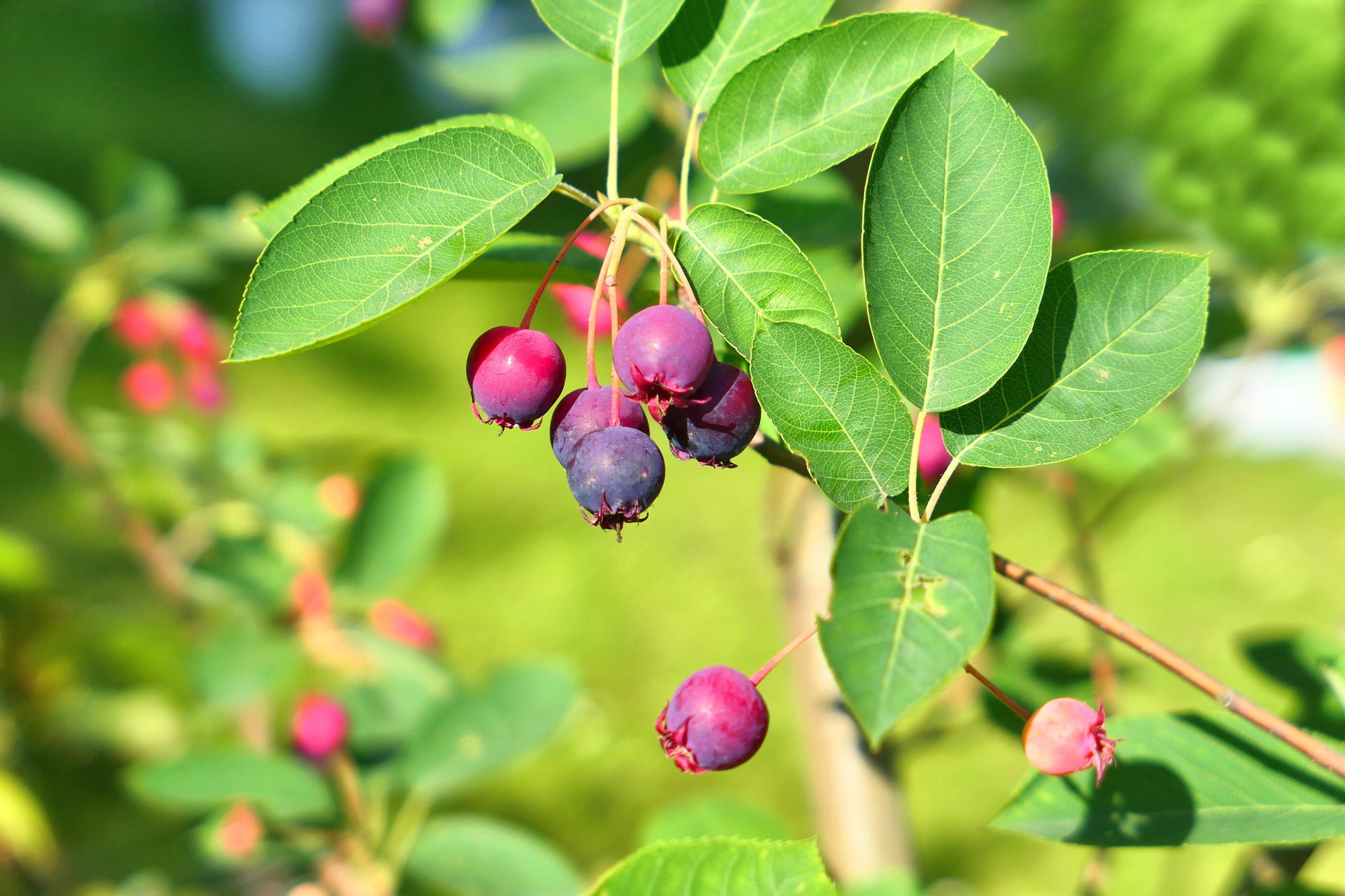 Amelanchier (Serviceberry)