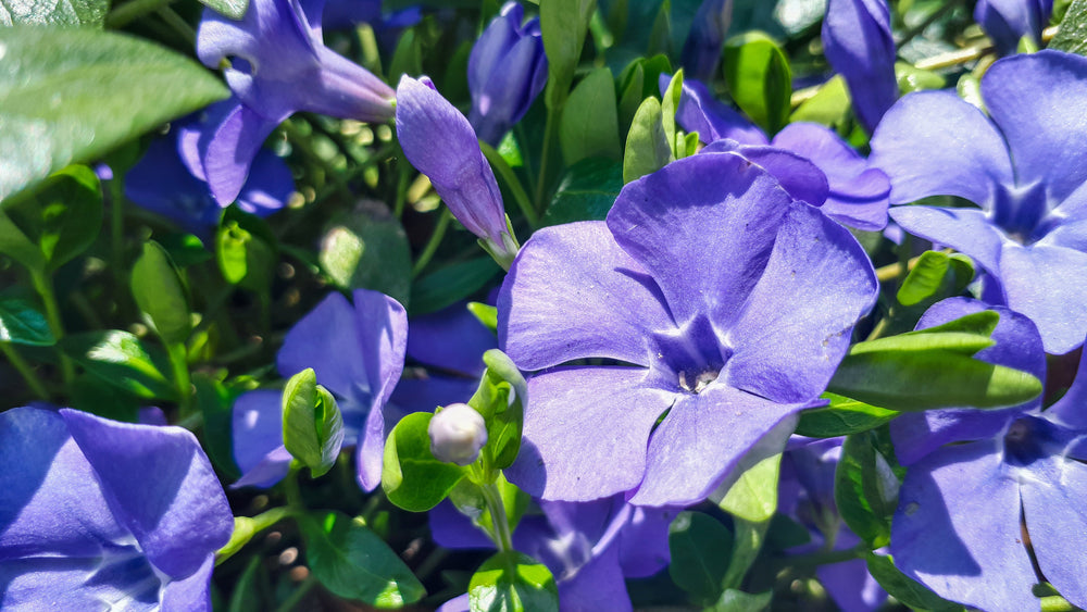 Vinca (Periwinkle)