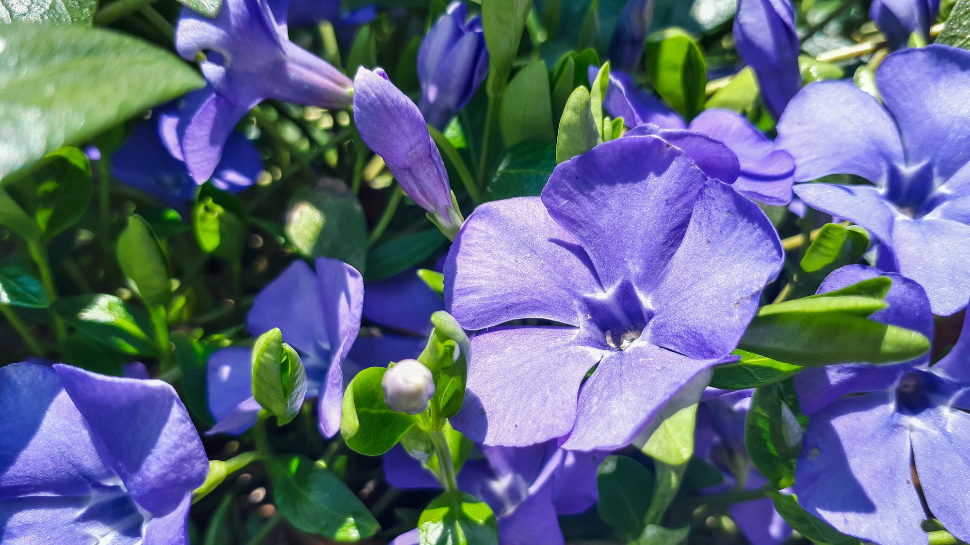 Vinca (Periwinkle)
