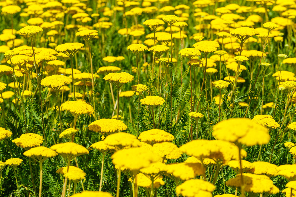 Yarrow (Achillea)