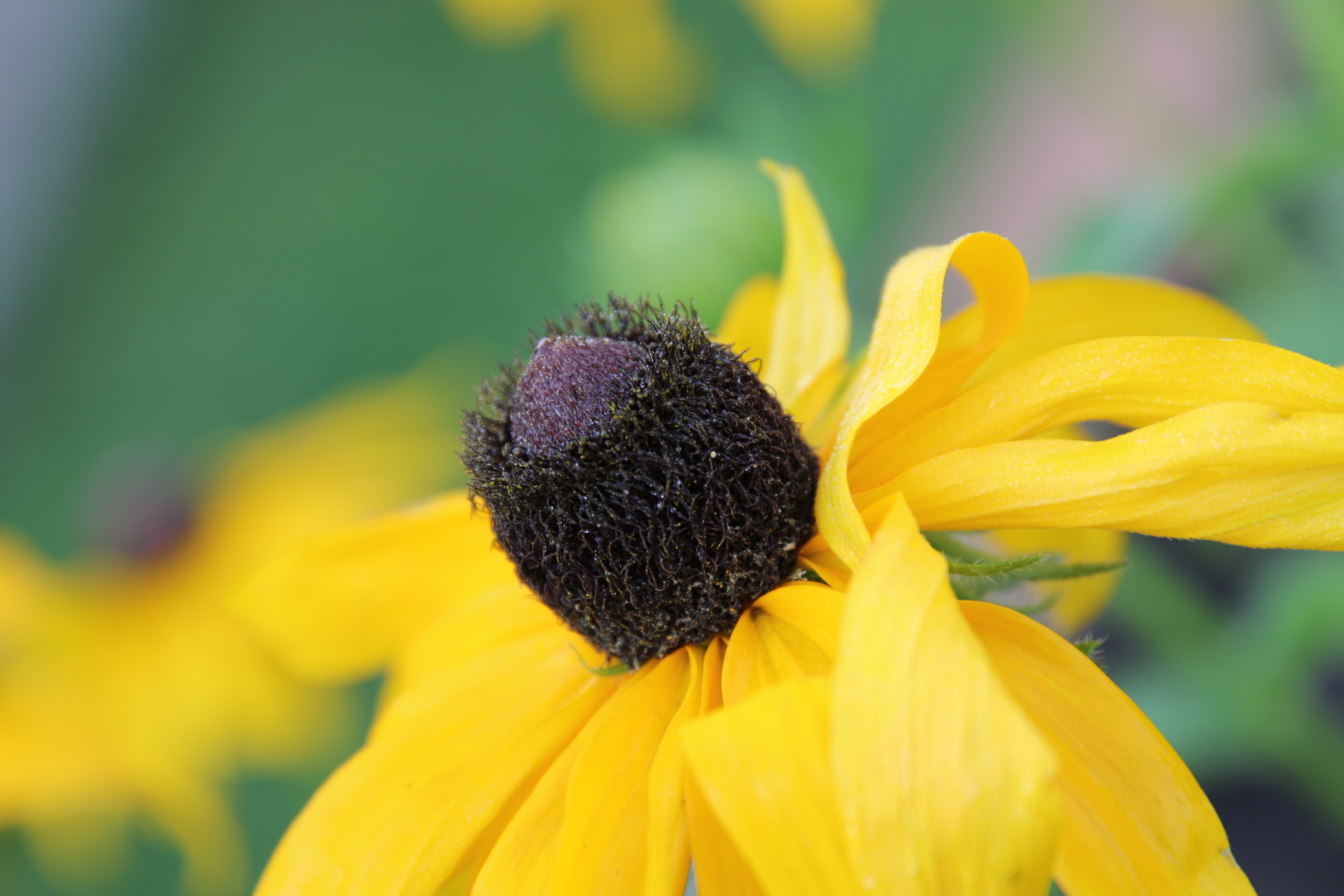 Native Perennials | North American Native Garden Plants Shop Online ...