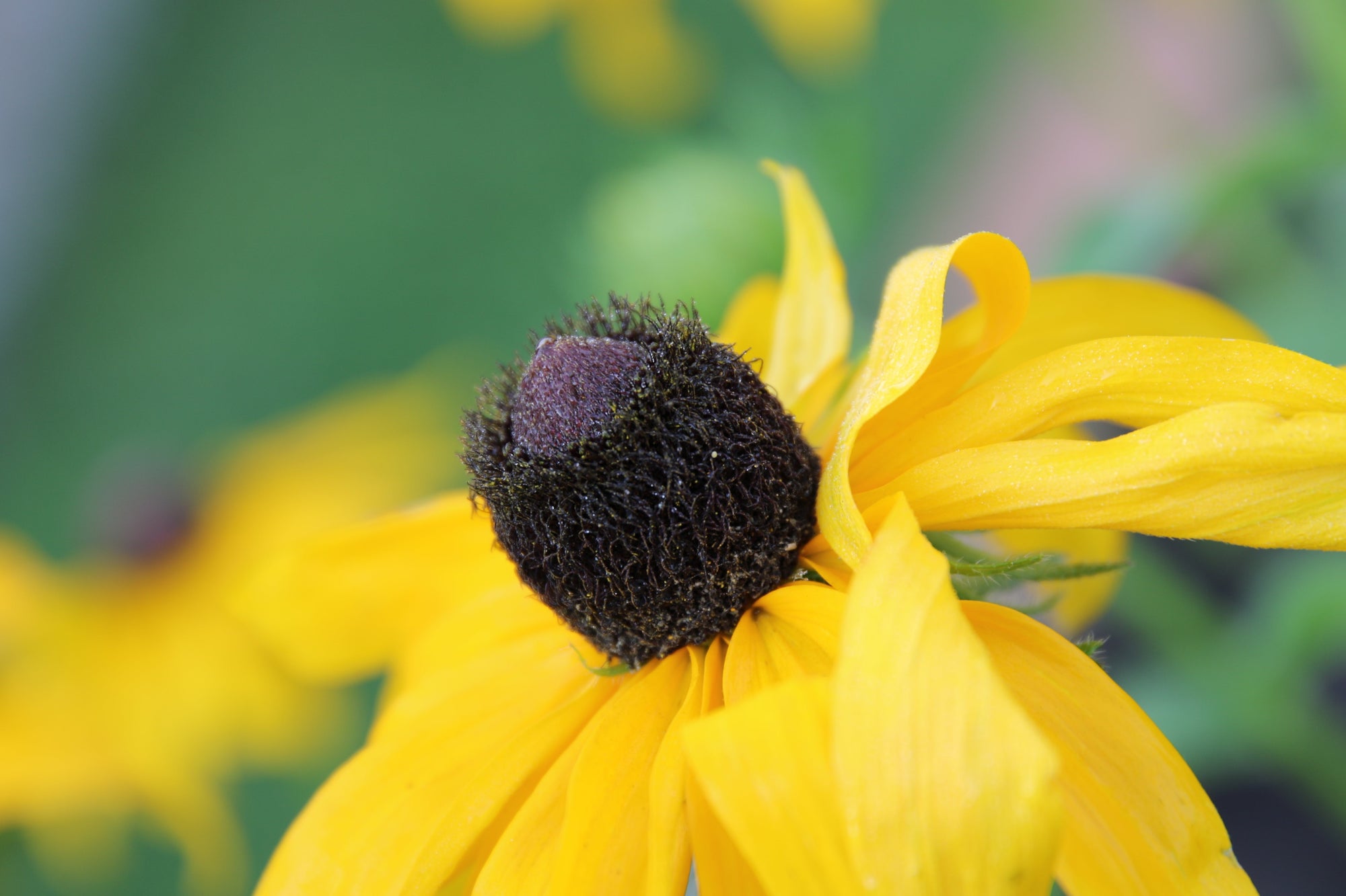 Native Perennials