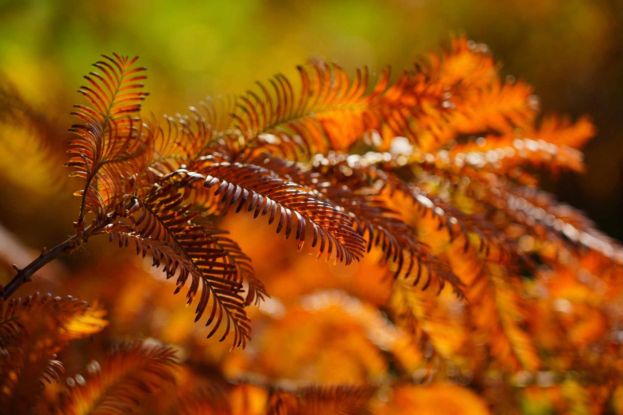 Metasequoia (Dawn Redwood)