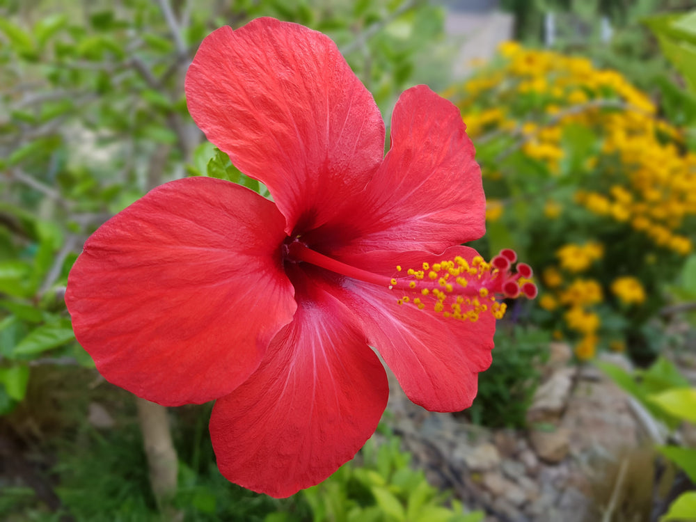 Shrubs | Flowering & Evergreen Garden Plants