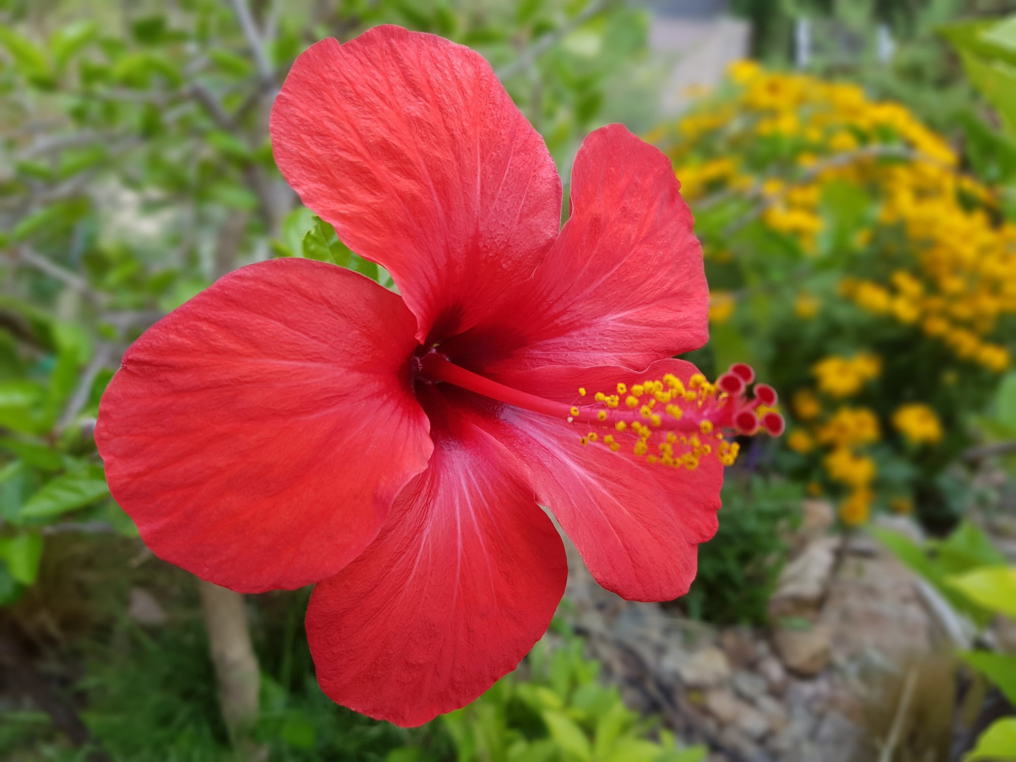 Shrubs | Flowering & Evergreen Garden Plants
