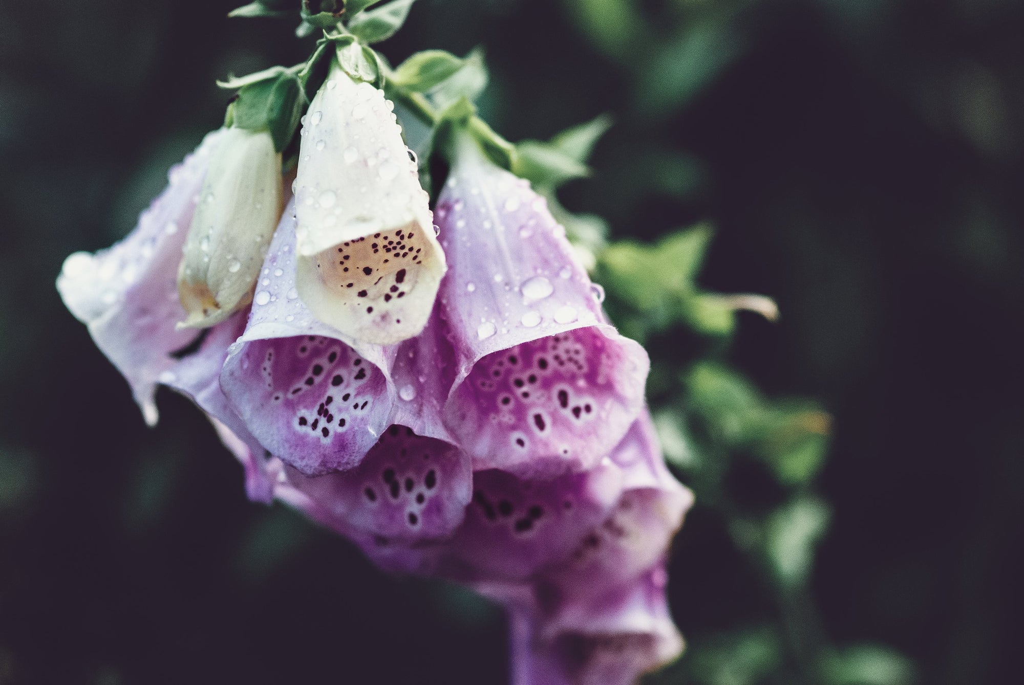 Digitalis (Foxglove)