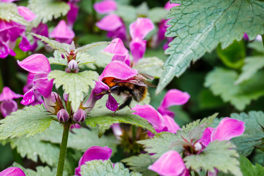 Lamium
