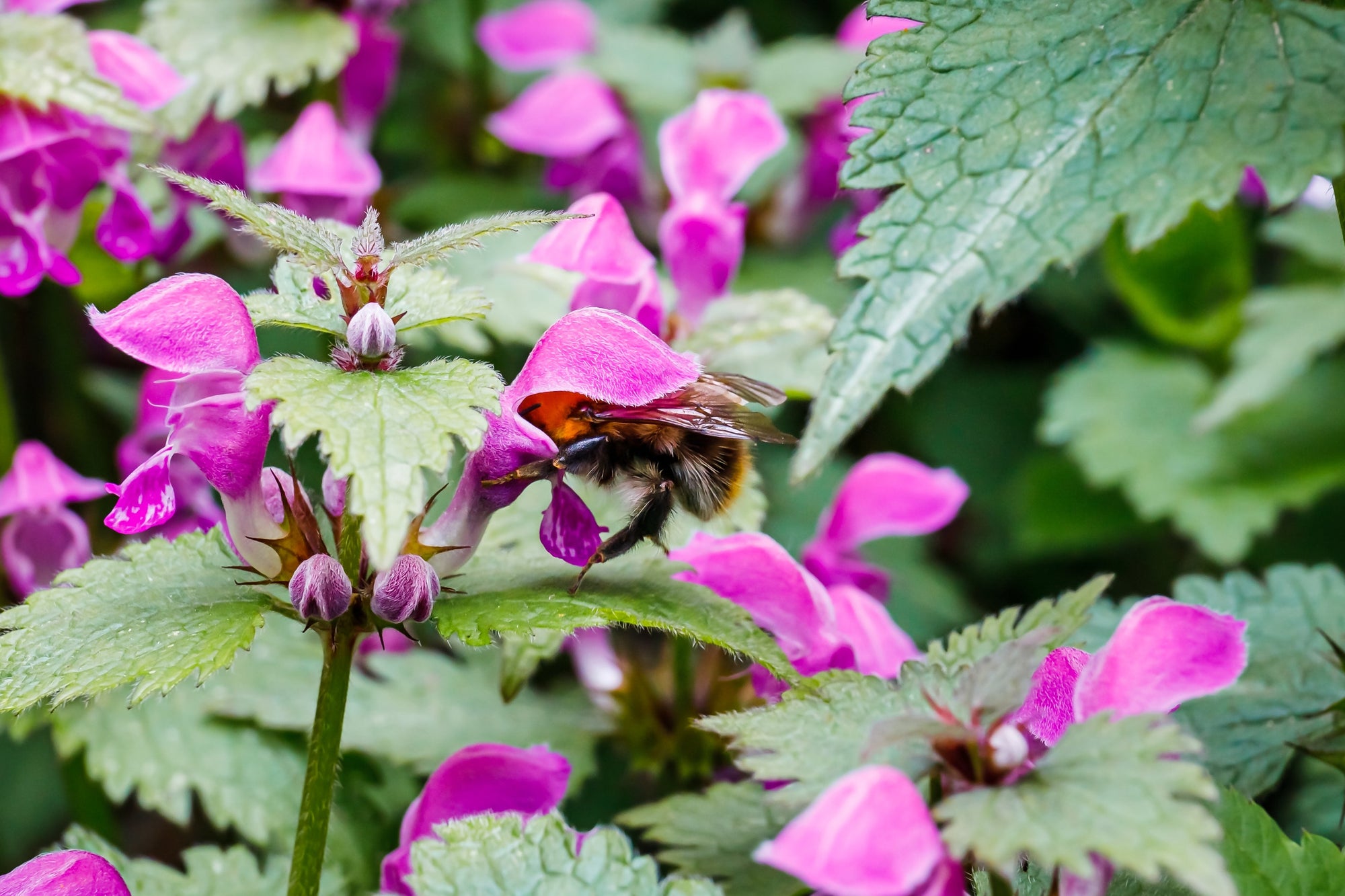 Lamium