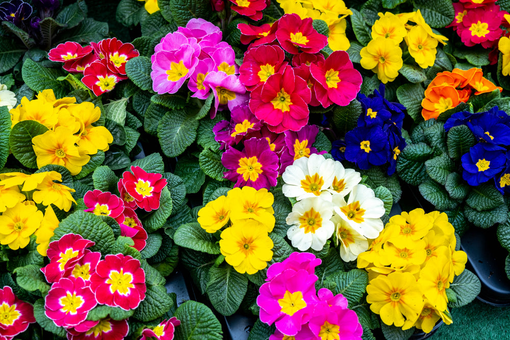 Early Spring Perennials