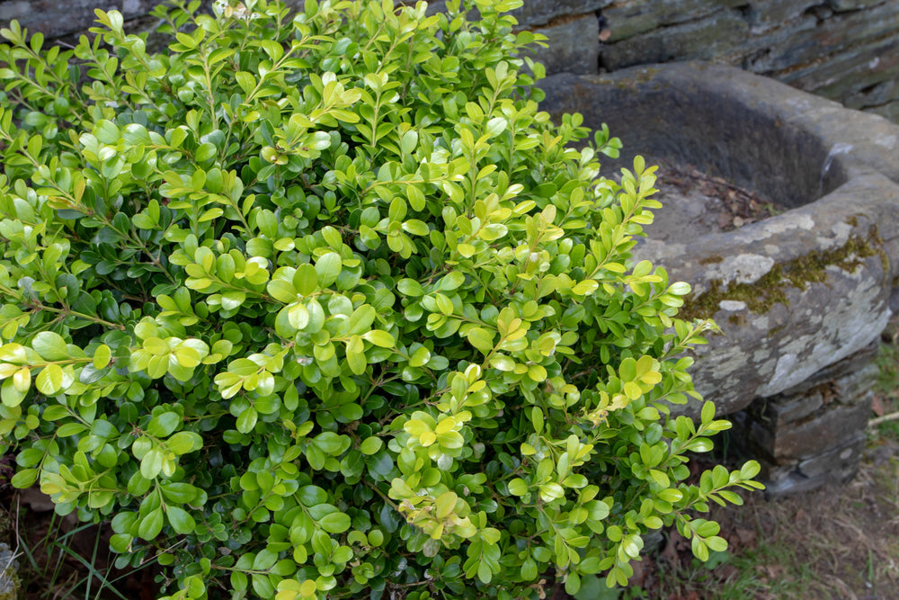 Buxus (Boxwood)