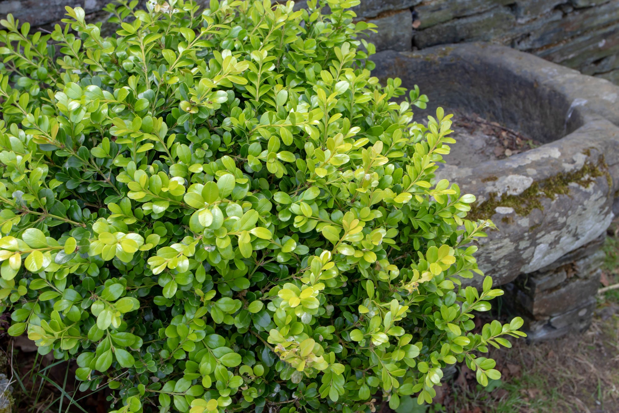Buxus (Boxwood)