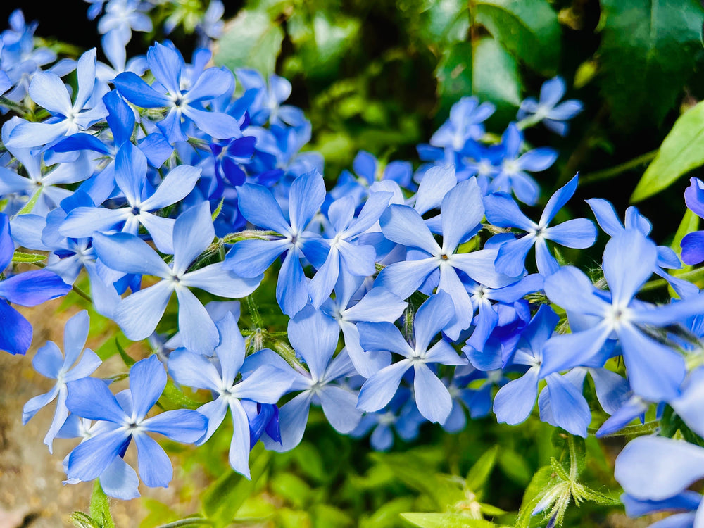 Phlox
