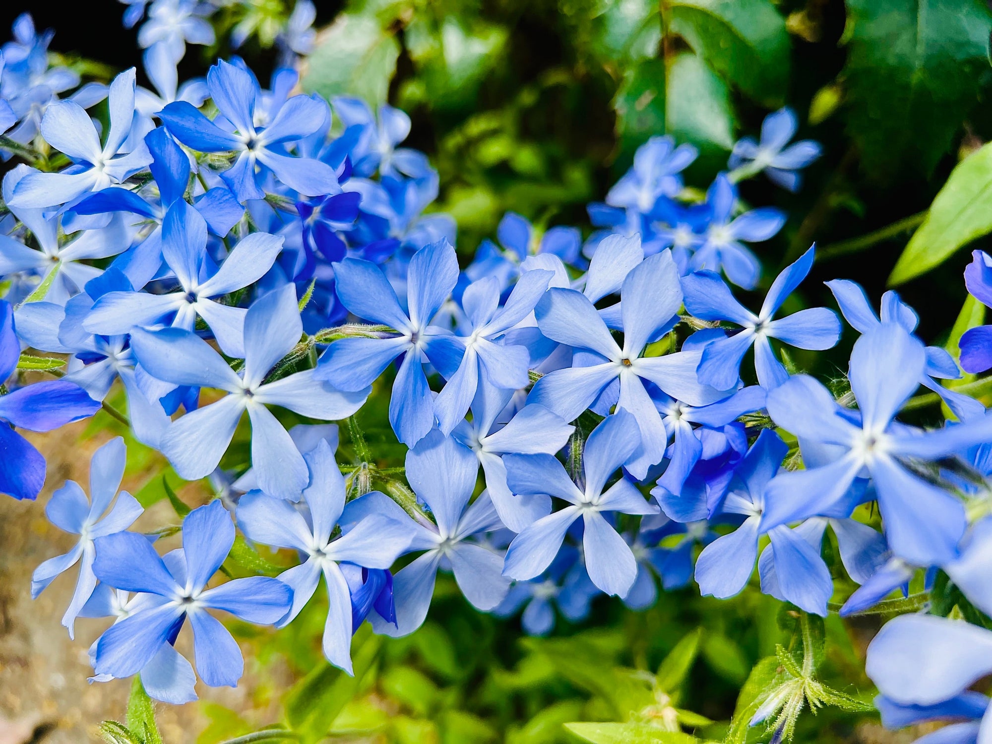 Phlox