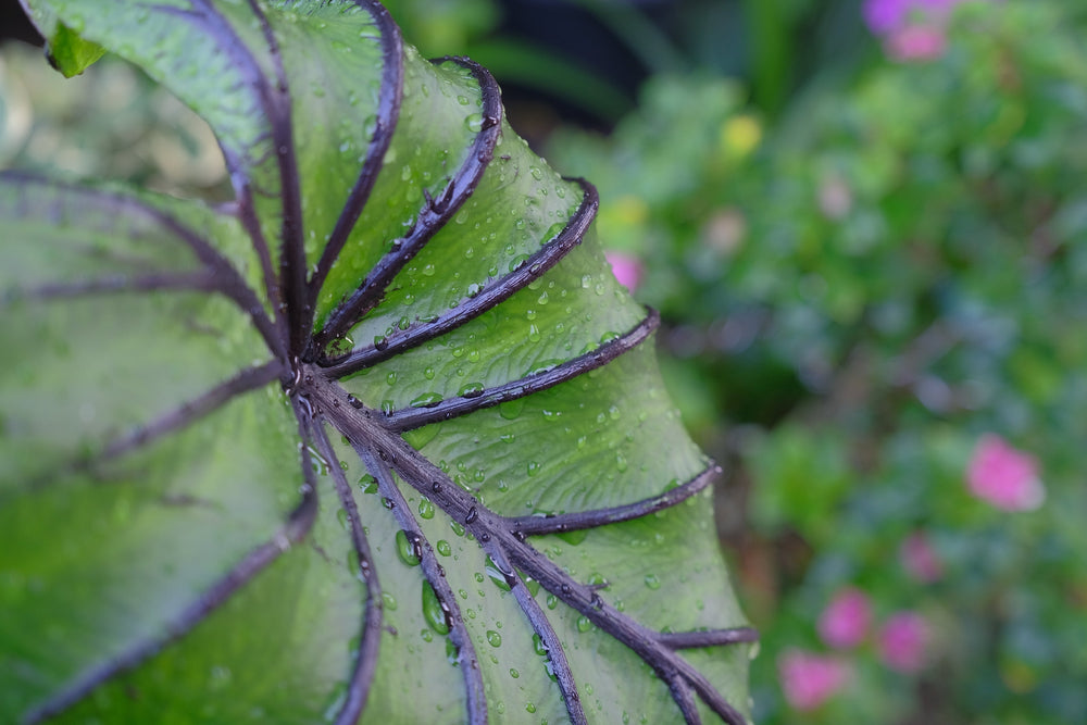 Colocasia