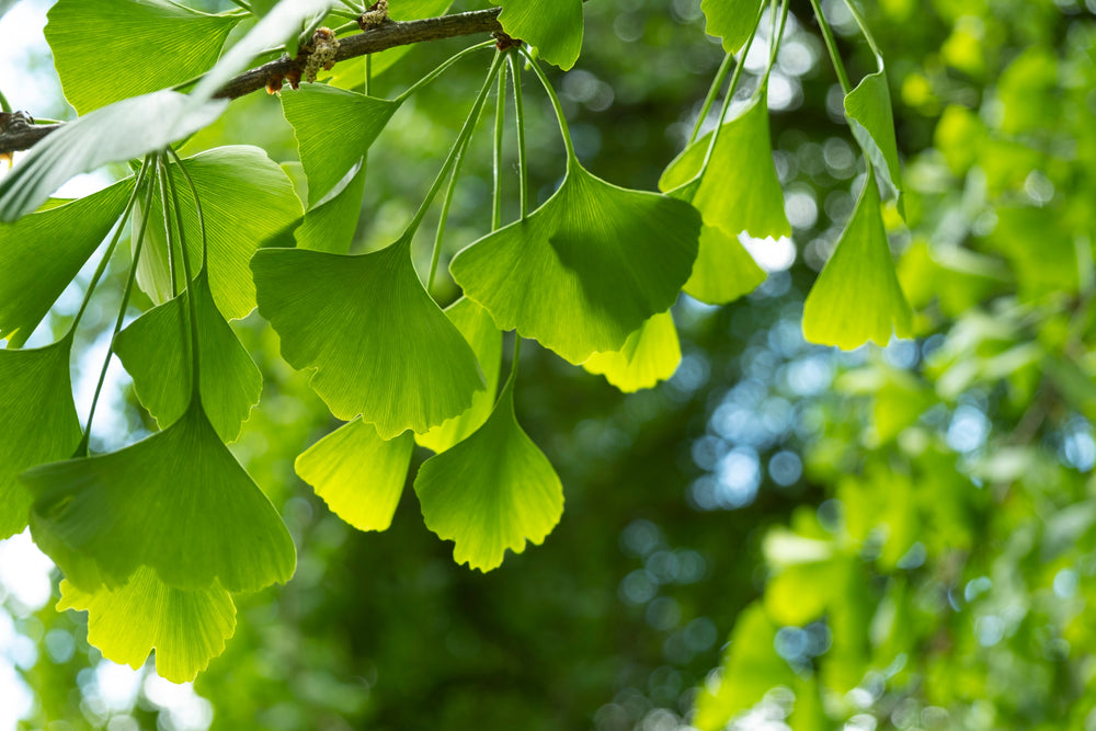 Ginkgo (Maidenhair Tree)