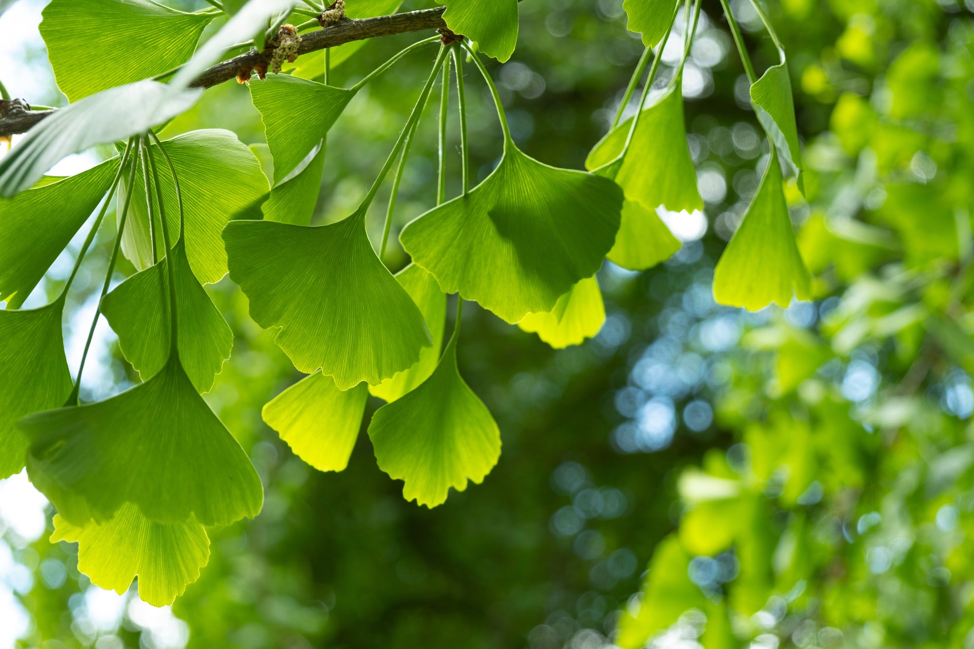 Ginkgo (Maidenhair Tree)