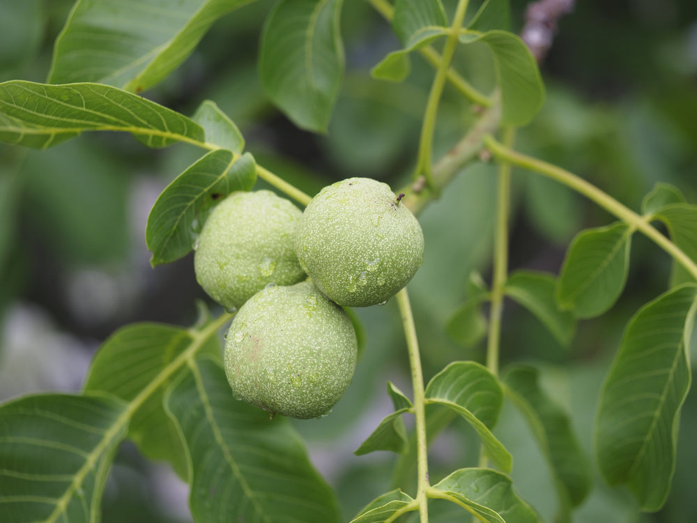 Juglans (Walnut Trees)