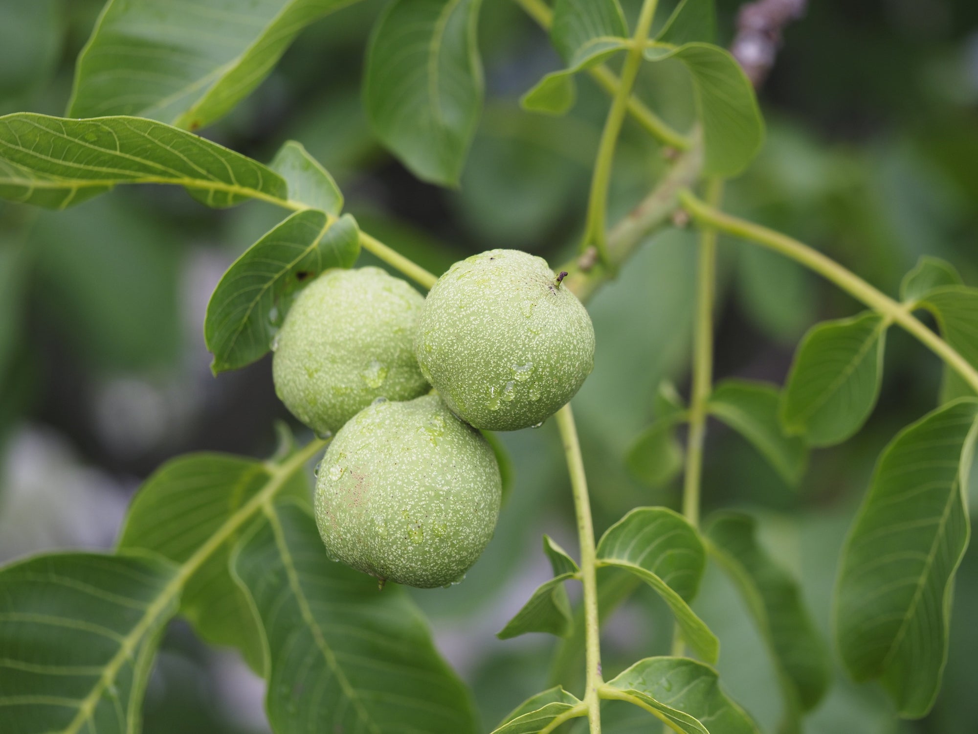 Juglans (Walnut Trees)