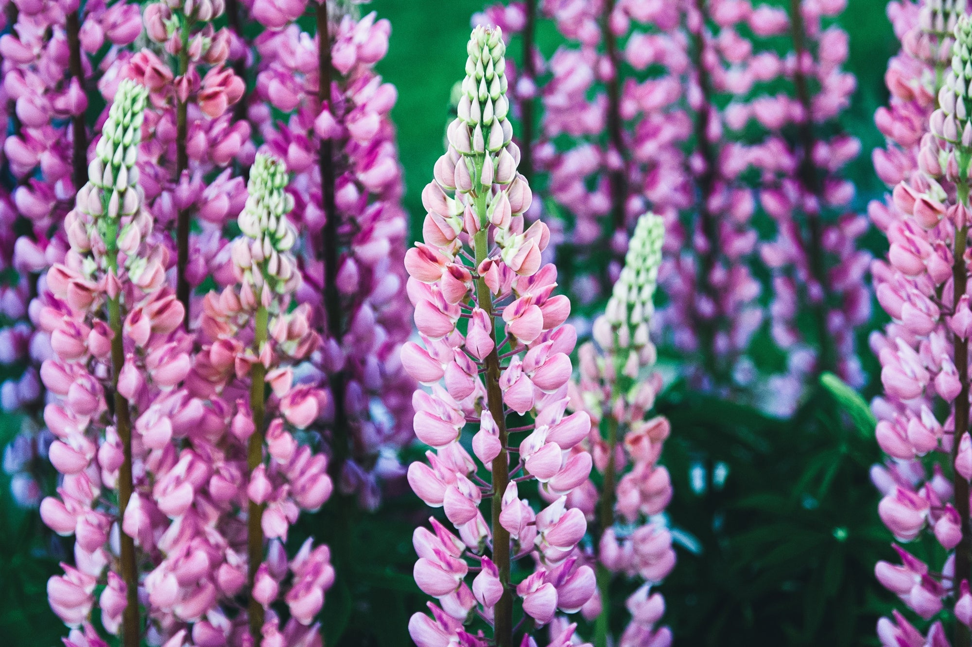 Lupinus (Lupine)