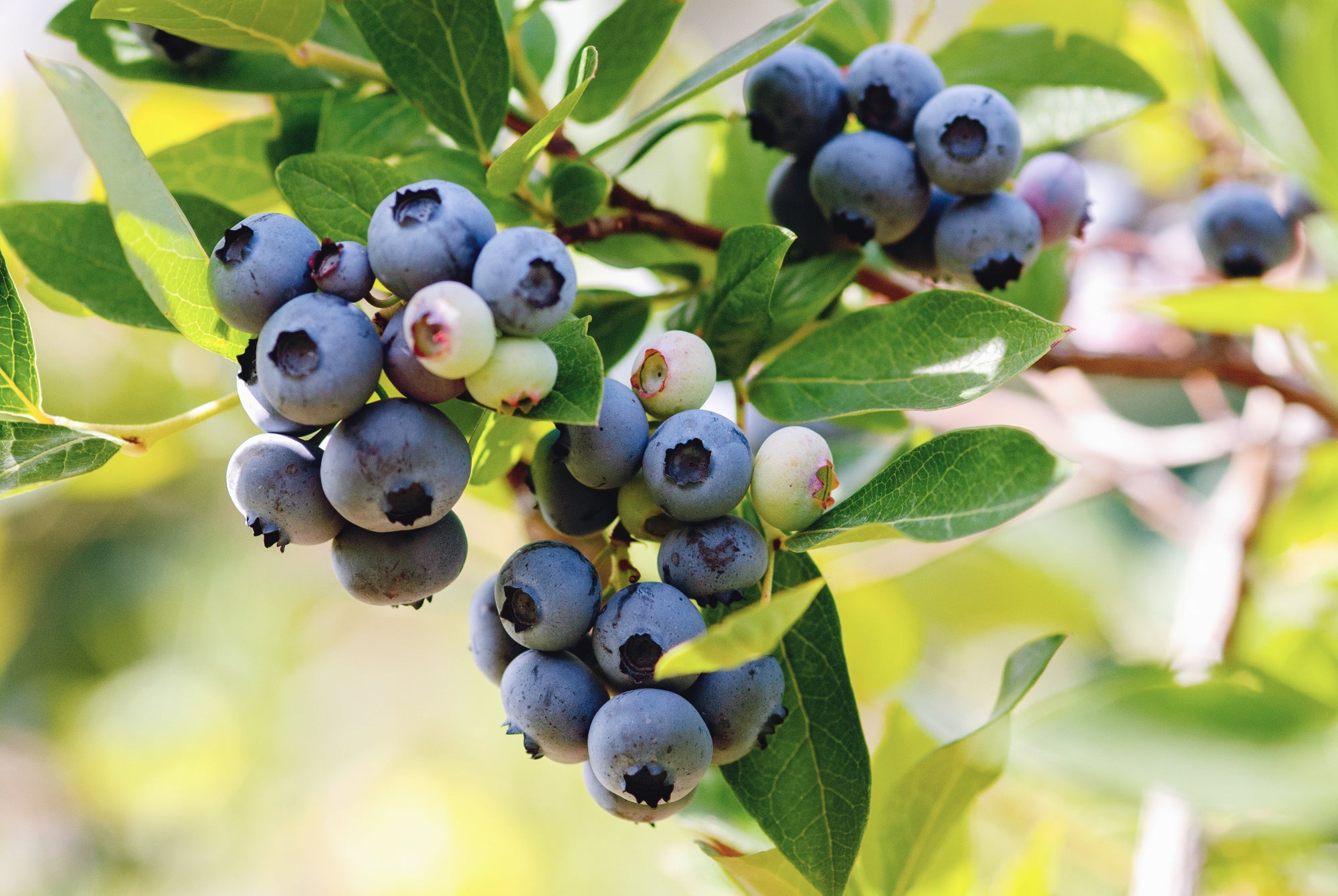 Vaccinium (Blueberry Plants)