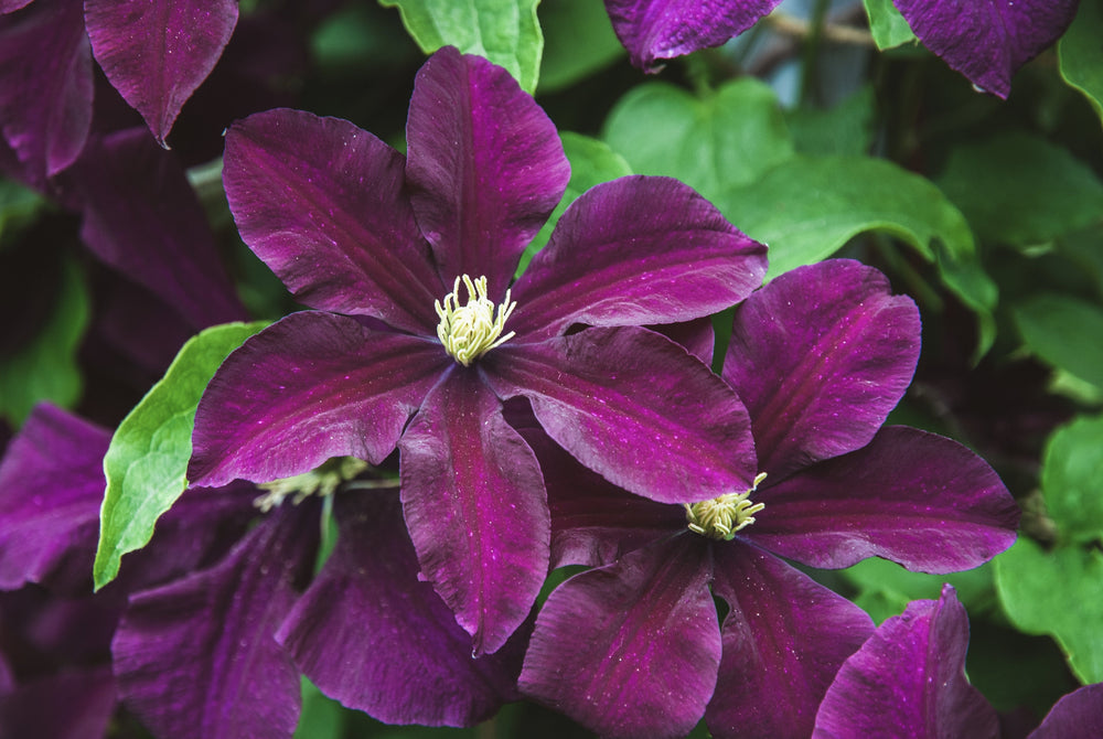 Clematis