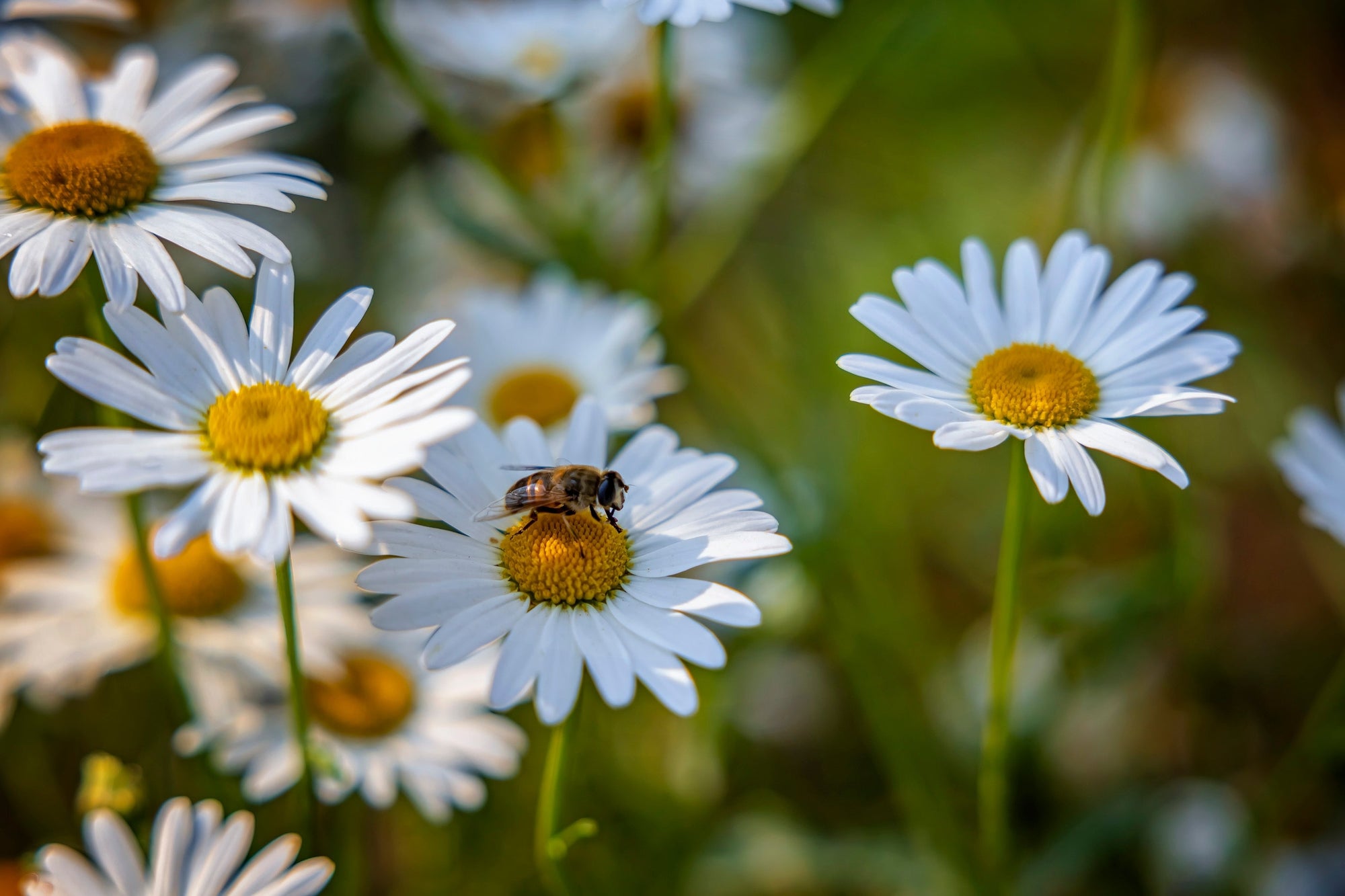 Shasta Daisies