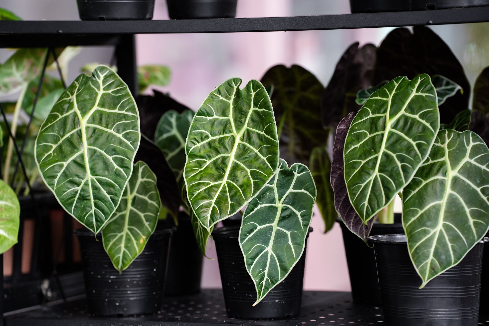 Alocasia