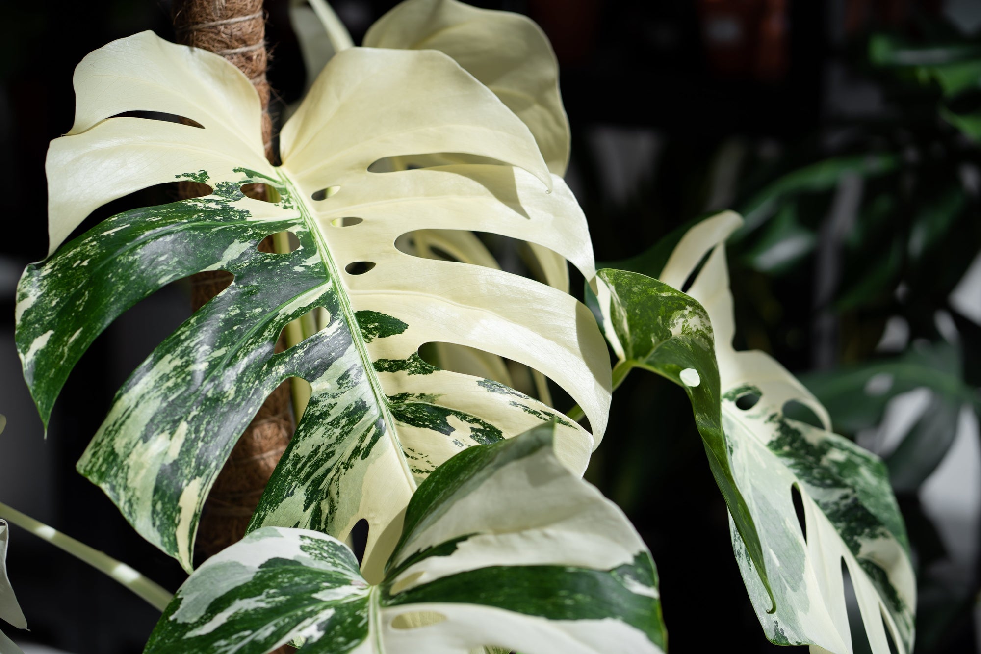 Houseplants | Tropical Foliage