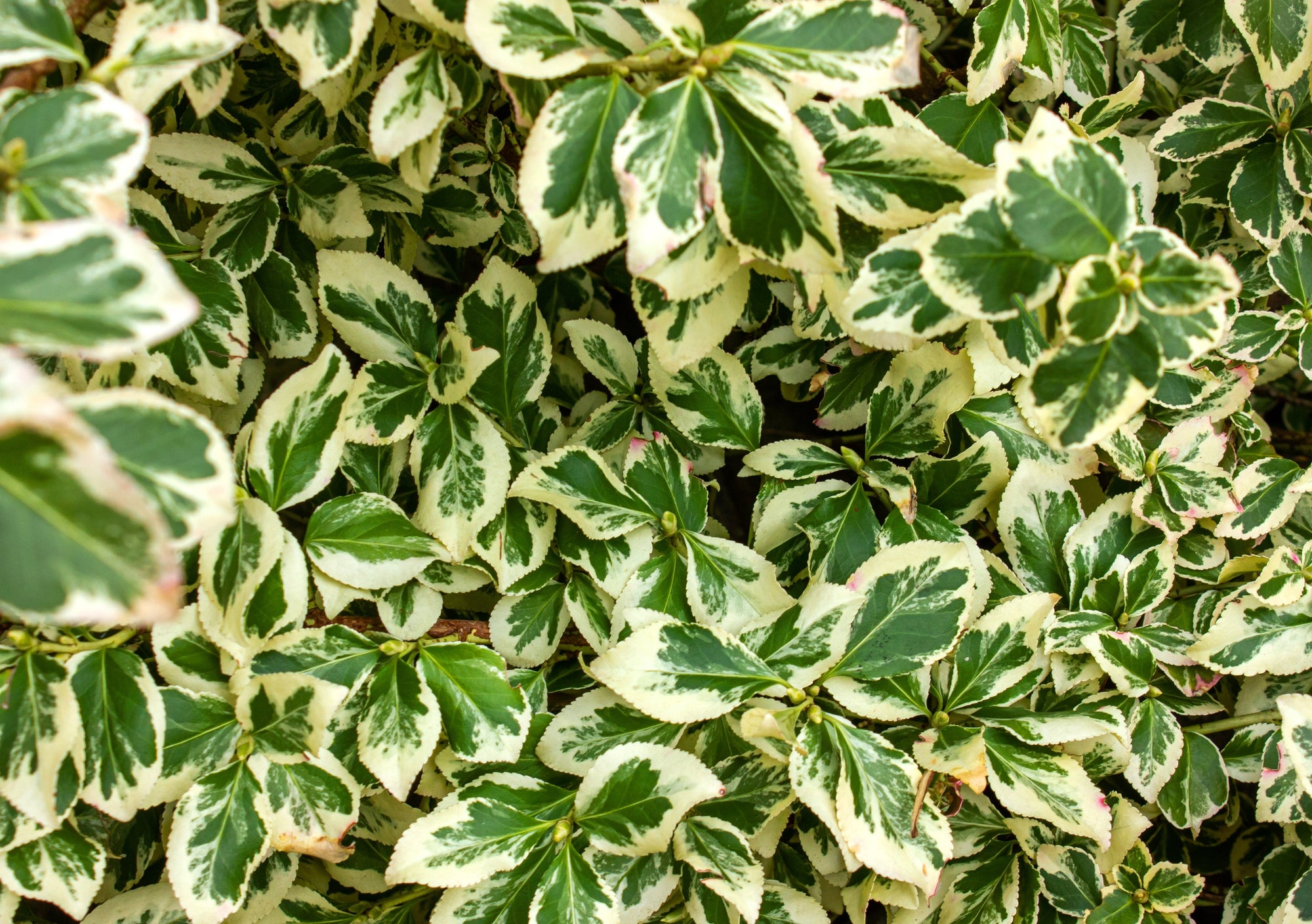 Euonymus