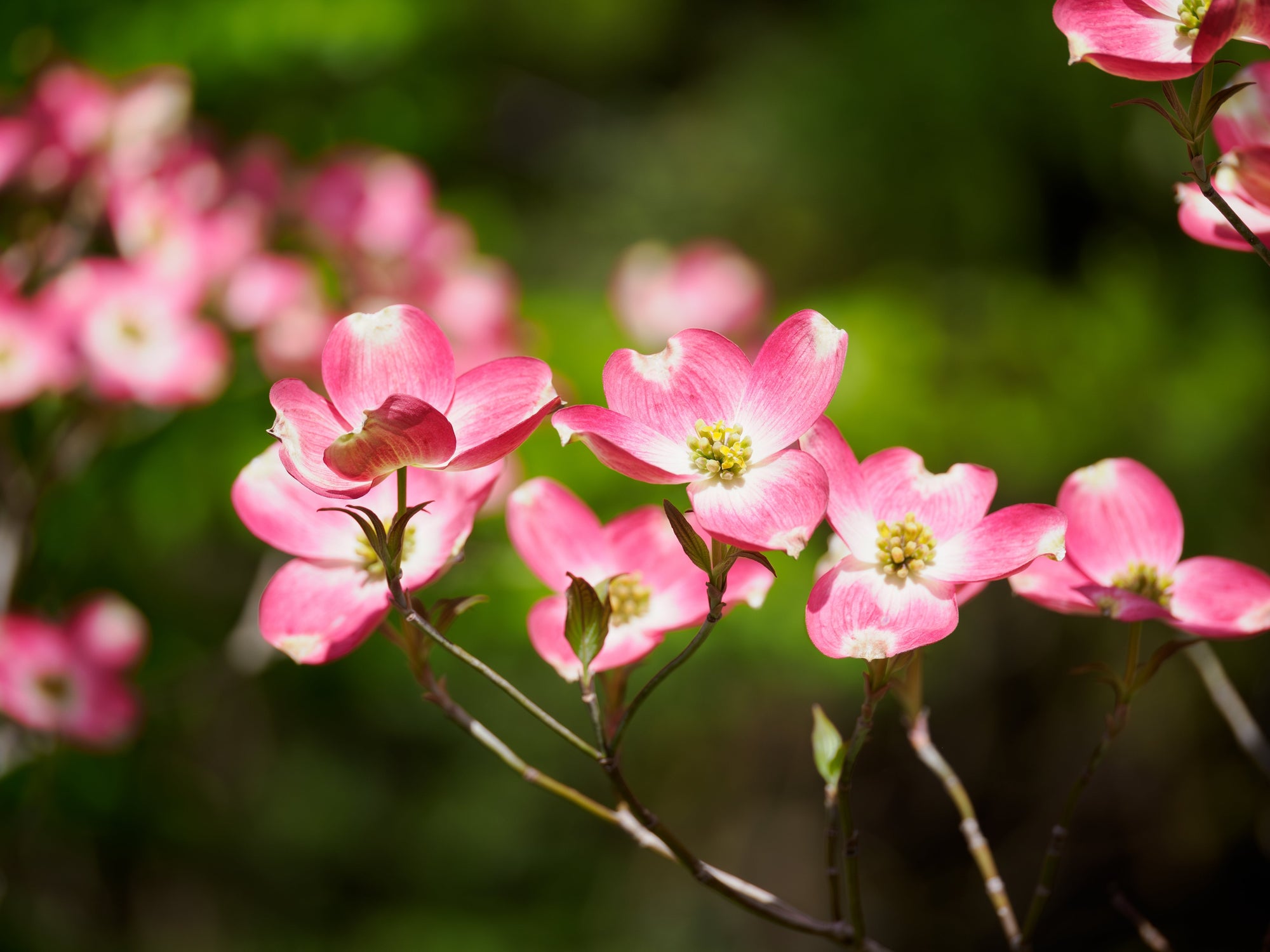 Spring Flowering Trees