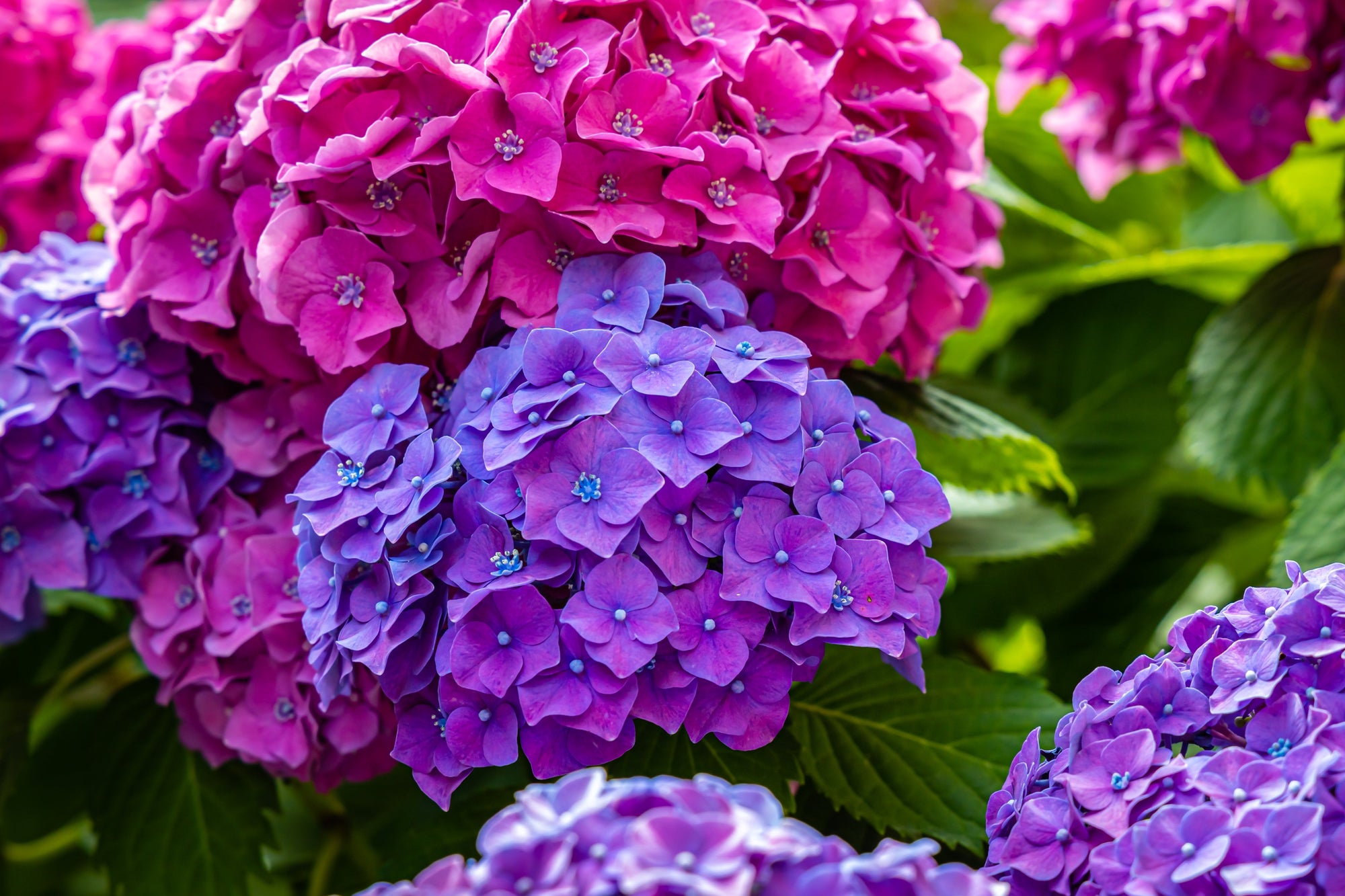 Summer Splendor