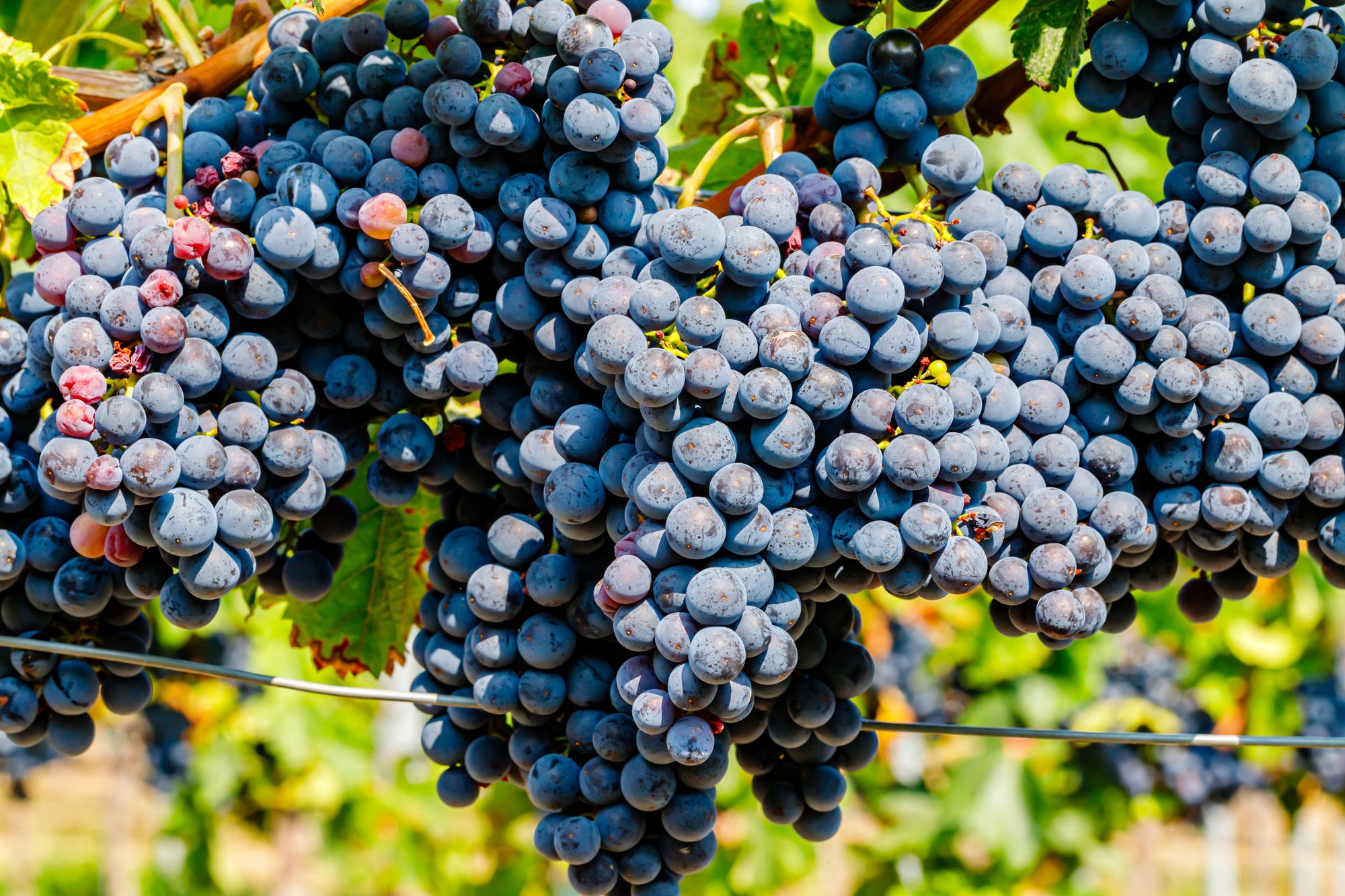 Grape Vines