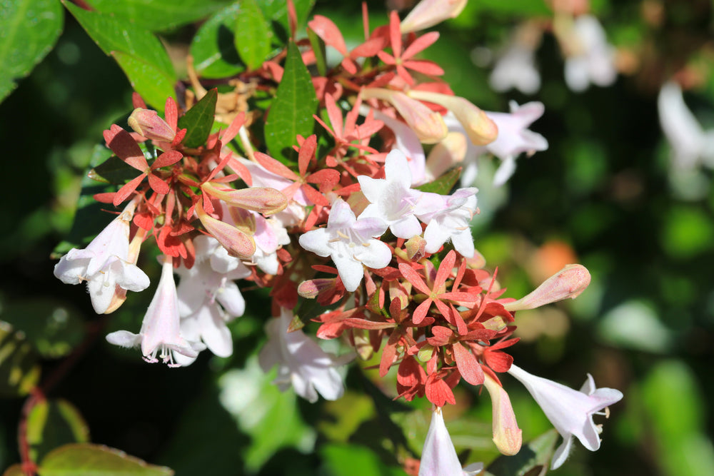 Abelia
