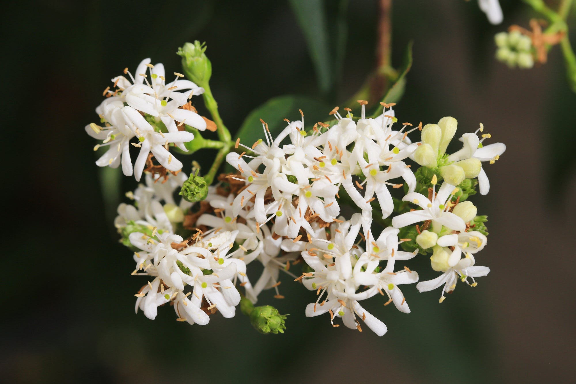 Heptacodium (Seven Son Flower)