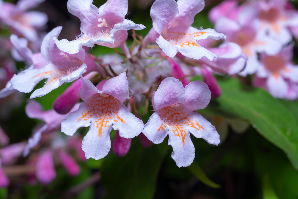 Kolkwitzia (Beauty Bush)