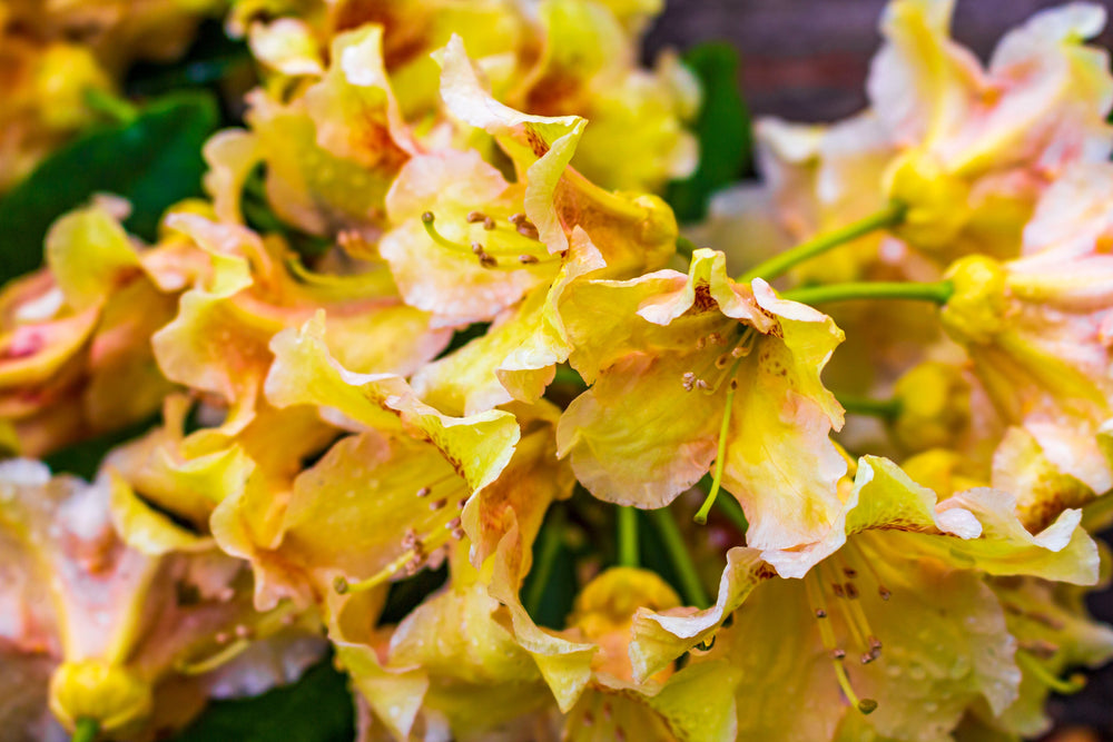 Rhododendron