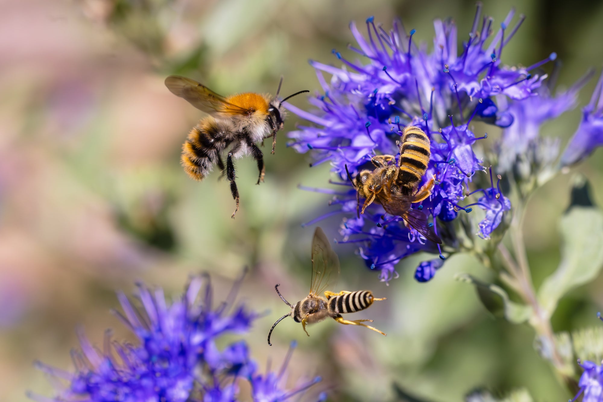Caryopteris (Bluebeard)