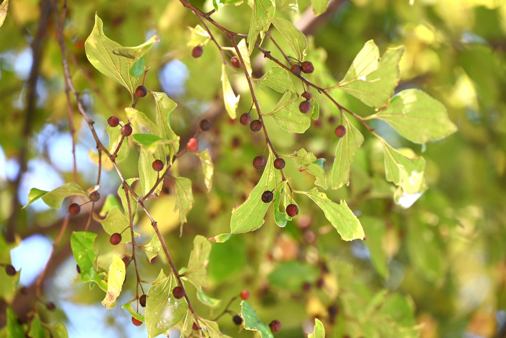 Celtis (Hackberry Trees)