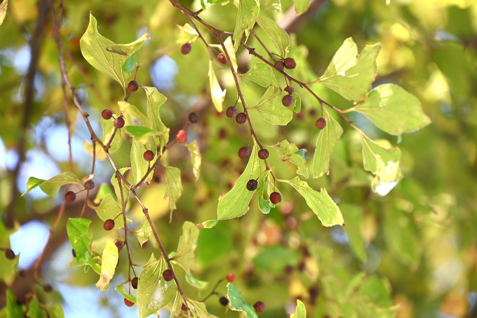 Celtis (Hackberry Trees)