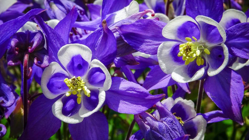 Aquilegia (Columbine)
